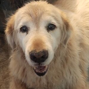 Meet your Posher, Liz